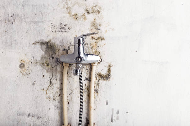 Best Mold Remediation  in Youngsville, LA