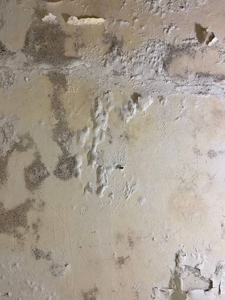 Best Mold Damage Repair  in Youngsville, LA